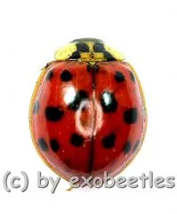 5 x Harmonia axyridis ( Marienkäfer ) ( Mix )