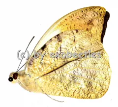 Hebomoia glaucippe aturia