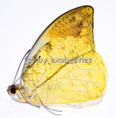 Hebomoia glaucippe celebensis