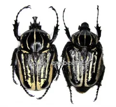 Hegemus vittatus ( M 40 - 44 )