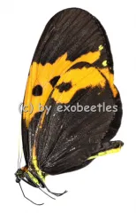 Heliconius numata