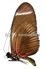 Heliconius sara thamar