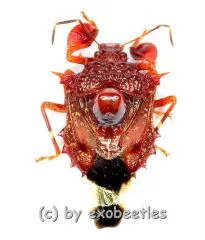 Hemiptera spec. #20 ( 10 – 14 )