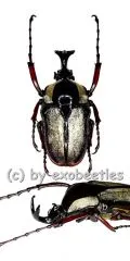 Herculaisia melaleuca ( 40 - 44 )