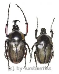 Herculaisia melaleuca ( M 35 - 39 )