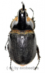 Heterogomphus schoenherri ( 55 – 59 )