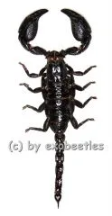 Heterometrus ( Javanimetrus ) cyaneus