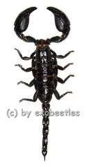 Heterometrus ( Javanimetrus ) cyaneus ( 95 – 109 )