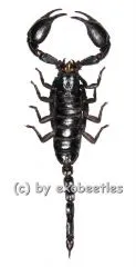 Heterometrus laoticus ( 130 – 134 )