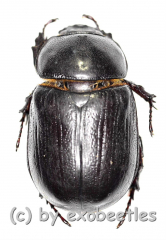 Heteronychus spec. ( 20 – 29 )