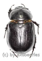 Heteronychus spec. ( 20 – 29 )