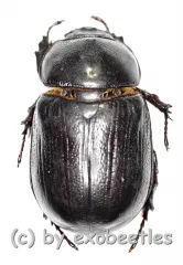 Heteronychus spec. ( 20 – 29 ) A2