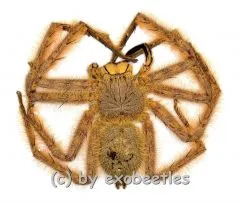 Heteropoda davidbowie ( Huntsman Spider ) ( Big )