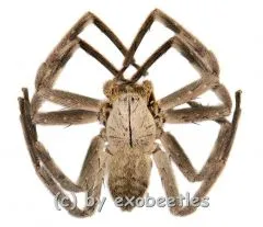 Heteropoda spec. #1 ( Huntsman Spider )