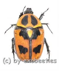 Heterotephraea marginata ( 10 – 14 )