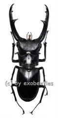 Hexarthrius mandibularis sumatranus ( 85 – 89 ) A1-