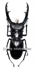 Hexarthrius mandibularis sumatranus ( 85 – 89 )