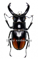 Hexarthrius parryi paradoxus ( 80 – 84 )