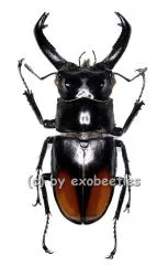 Hexarthrius parryi paradoxus ( 80 – 84 )