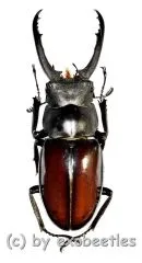 Hexarthrius vitalisi tsukamotoi ( 55 – 59 )