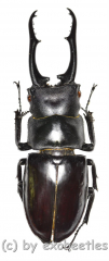 Hexarthrius vitalisi vitalisi ( 50 – 54 )