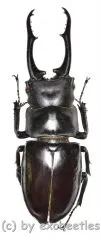 Hexarthrius vitalisi vitalisi ( 50 – 54 )