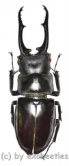 Hexarthrius vitalisi vitalisi ( 50 – 54 )