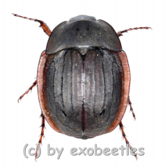 Hexodon unicolor ( 15 - 24 ) A2