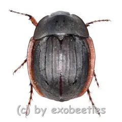 Hexodon unicolor ( 15 - 24 ) A1-