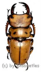 Homoderus mellyi ( 45+ )