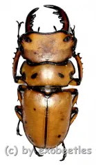 Homoderus mellyi ( 45+ )