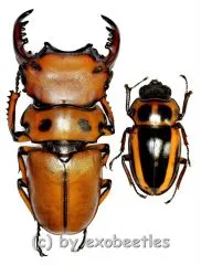 Homoderus mellyi ( 45 – 49 )