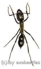 Hormiga gigante ( 25 – 29 )