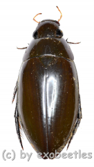 Hydrophilidae spec. #9 ( 35 - 39 )