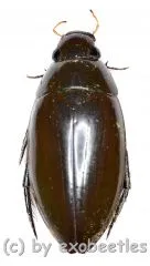Hydrophilidae spec. #9 ( 35 - 39 )