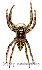 Hyllus giganteus ( biggest Jumping Spider )