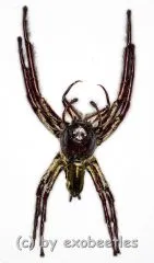 Hyllus giganteus ( biggest Jumping Spider )