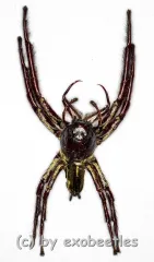 Hyllus giganteus ( biggest Jumping Spider )