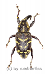 Hylobius abientis ( 5 – 14 )