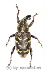 Hylobius abientis ( 5 – 14 )