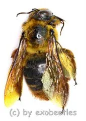 Hymenoptera spec. #13 ( 25 – 34 ) A2