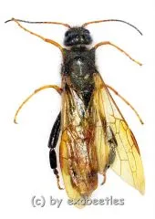 Hymenoptera spec. #17