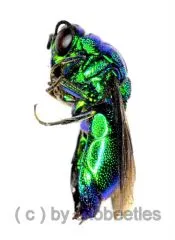 Hymenoptera spec. #18