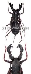 Hypocnotus rangunensis