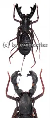 Hypocnotus rangunensis
