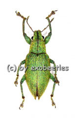 Hypomeces squamosus ( grüne var. )