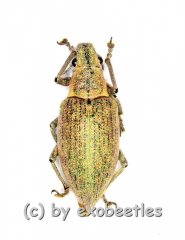 Hypomeces squamosus ( braune var. ) ( 10 – 19 )
