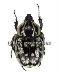 Hypselogenia geotrupina A2