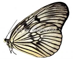 Idea blanchardi kuhni