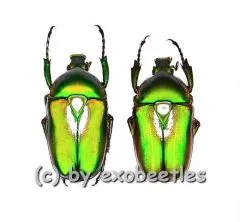 Ingrisma burmanica ( grüne var. ) ( 20 – 29 )